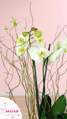 Arreglo 3 Orquídeas Blancas Encanto Mio Doble Tallo
