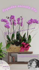 4 Orquídeas Phalaenopsis del Corazon Planta Viva Doble Tallo