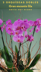 3 Orquídeas Gran Encanto Lila Doble Tallo