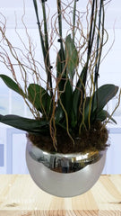 3 Orquídeas Gran Zar Blanco Doble Tallo