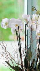 3 Orquídeas Gran Zar Blanco Doble Tallo