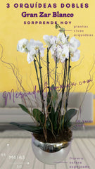 3 Orquídeas Gran Zar Blanco Doble Tallo