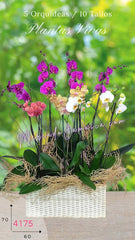 Encanto Orquídeas Hermosas Doble Tallo