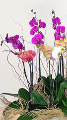 Encanto Orquídeas Hermosas Doble Tallo