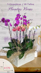Encanto Orquídeas Hermosas Doble Tallo