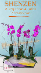 Caja con Orquídeas Shenzen Doble Tallo