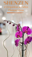 Caja con Orquídeas Shenzen Doble Tallo