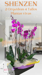 Caja con Orquídeas Shenzen Doble Tallo