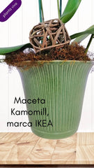 Orquidea Base Ikea Verde