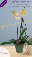 Orquidea Base Ikea Verde