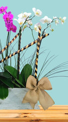 Orquídeas Singapur Lila y Blanco Doble Tallo