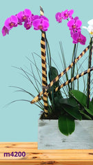 Orquídeas Singapur Lila y Blanco Doble Tallo