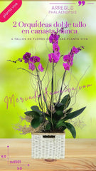 2 Orquídeas Doble Tallo en Canasta