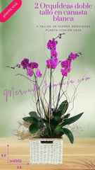 2 Orquídeas Doble Tallo en Canasta Cuadrada