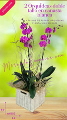 2 Orquídeas Doble Tallo en Canasta Cuadrada