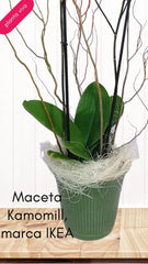 Kamomill Orquídea Lila Doble