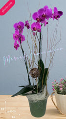 Kamomill Orquídea Lila Doble