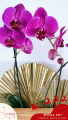 Arreglo Navidad en Orquídea Lila Premium