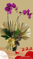 Arreglo Navidad en Orquídea Lila Premium