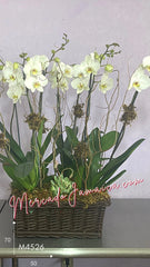 Arreglo con 4 Orquídeas Blancas Planta Viva O Tallos