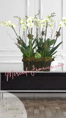 Arreglo con 4 Orquídeas Blancas Planta Viva O Tallos