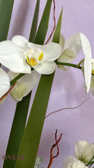 Arreglo con 2 Orquídeas Blancas Planta Viva Fúnebre