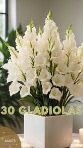 destello 30 Gladiolas Blancas
