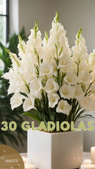 destello 30 Gladiolas Blancas