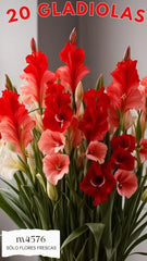 Arreglo con 30 Gladiolas Rojas