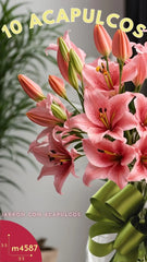 Maravilla 10 Sorbone Arreglo con Acapulcos