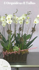 Canasta Fúnebre Elegante con Orquídeas Blancas y Suculenta