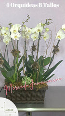 Canasta Fúnebre Elegante con Orquídeas Blancas y Suculenta