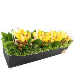 Orquídeas Cymbidium Amarillas Sinfonia Orchids !