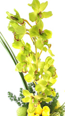 ¡Orquídeas Cymbidium Historias Entre Petalos!