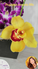 Flores a Domicilio Orquídea Encanto Lila !