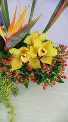 ¡Arreglo Orquídeas Amarillas Everest!