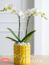 Orquídea phalaenopsis río de piedras