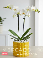 Orquídea phalaenopsis río de piedras