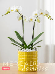 Orquídea phalaenopsis río de piedras