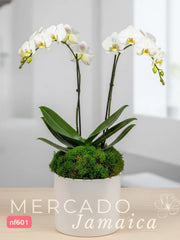 La orquídea del día