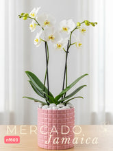 La orquídea de la felicidad