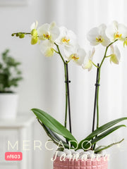 La orquídea de la felicidad