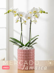 La orquídea de la felicidad