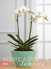 Orquídeas para un día perfecto