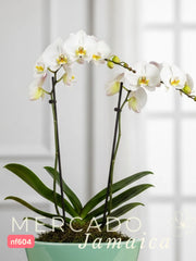 Orquídeas para un día perfecto