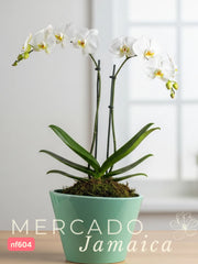 Orquídeas para un día perfecto