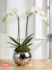 La orquídea que te hará sonreír