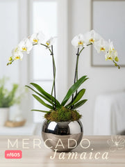 La orquídea que te hará sonreír