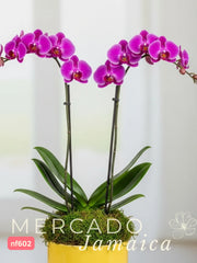Orquídeas que alegran el corazón