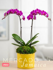 Orquídeas que alegran el corazón